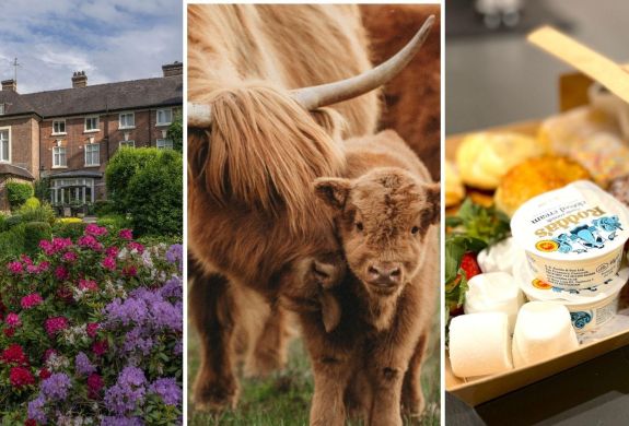 Split photo showing best western valley hotel highland cows and afternoon tea box