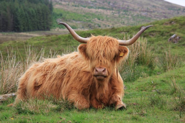 Highland cow lying on grass
