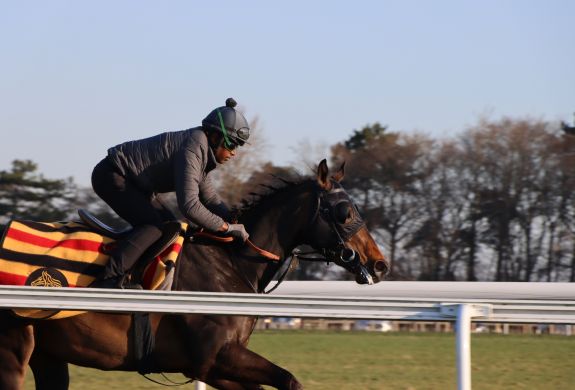 Horse being ridden on the gallops at newmarket