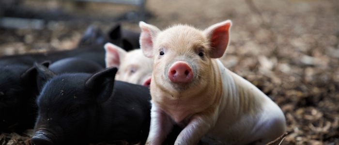 Group of piglets on farm