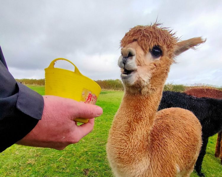 feeding an alpaca on a meet the alpacas experience in shropshire