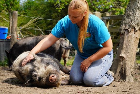 woman stroking a micro pig that's lying down in an orchard