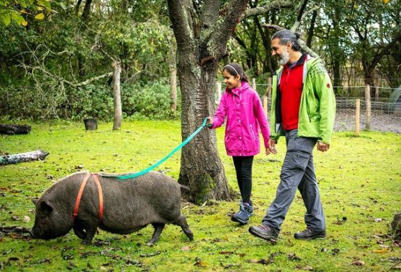 father and daughter walking a micro pig in a kent orchard