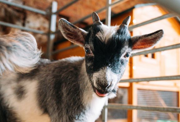 pygmy goat in paddock at shropshire farm