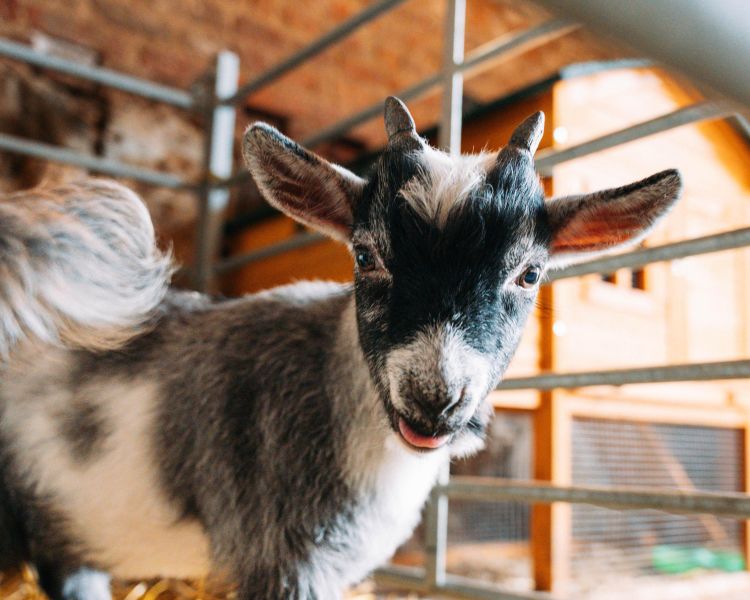 pygmy goat in paddock at shropshire farm