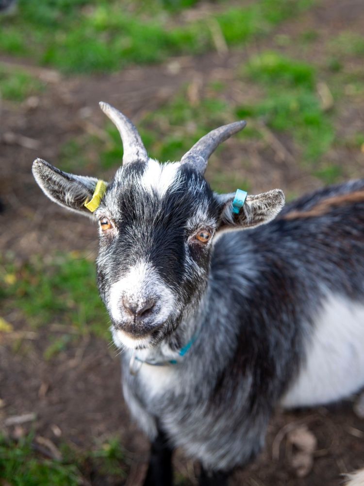 a pygmy goat in paddock on shropshire farm looking up at the camera