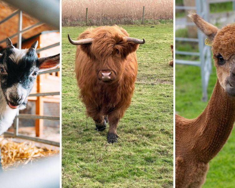 Split photo showing a pygmy goat a highland cow and an alpaca at shropshire farm