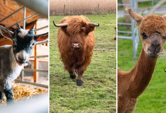 Split photo showing a pygmy goat a highland cow and an alpaca at shropshire farm