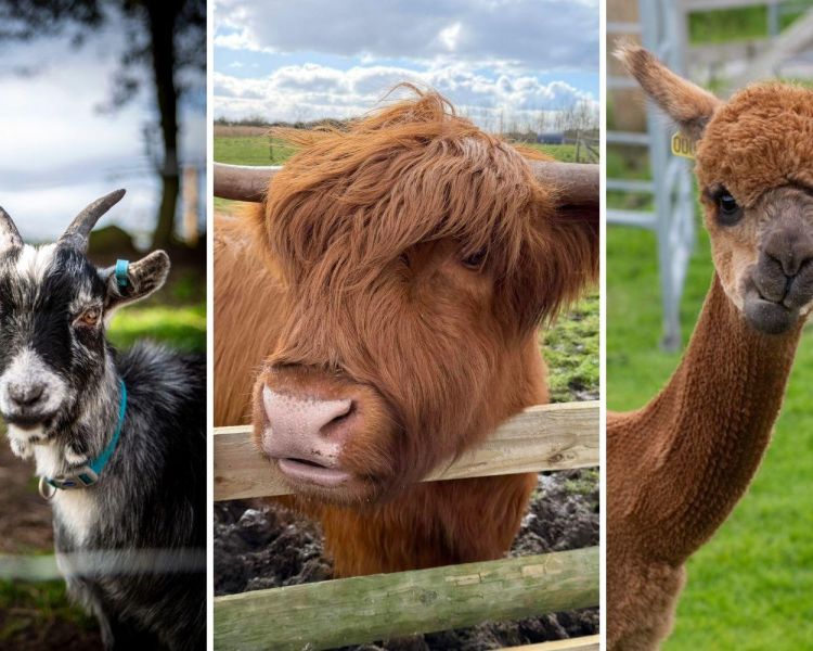 Split photo showing a pygmy goat a highland cow and an alpaca at a farm in shropshire
