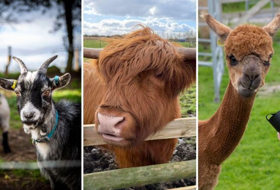 Split photo showing a pygmy goat a highland cow and an alpaca at a farm in shropshire