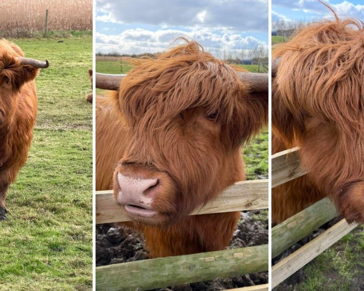 Split photo showing three photos of highland cows on a farm in shropshire