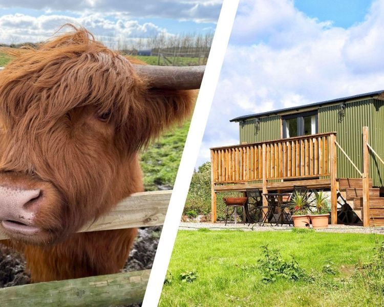 Split photo showing a highland cow and a shepherds hut for shropshire short break with highland cow experience