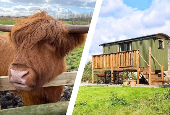 Split photo showing a highland cow and a shepherds hut for shropshire short break with highland cow experience