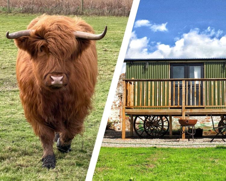 Split photo of a highland cow in field and a shepherds hut on shropshire estate