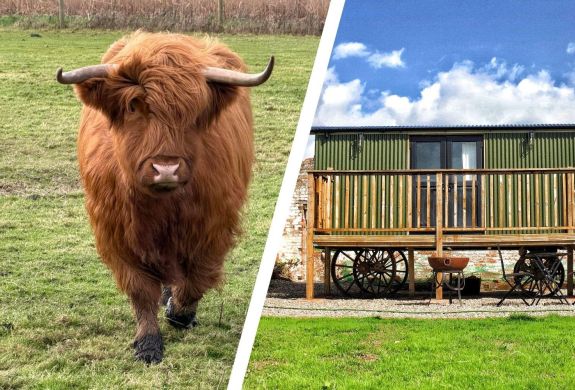 Split photo of a highland cow in field and a shepherds hut on shropshire estate