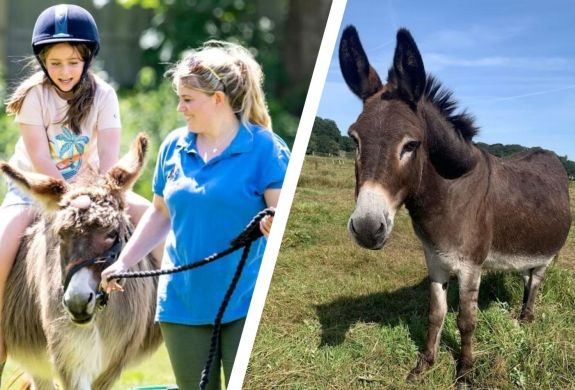 Split photo showing a young girl riding a donkey and a donkey in field at a donkey sanctuary