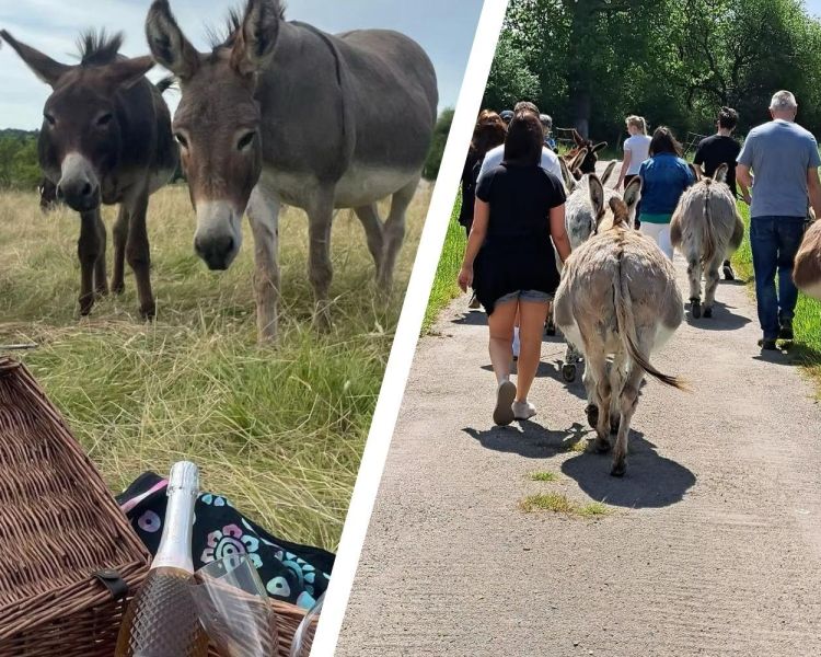 Split photo of donkeys in a field with a picnic hamper and people on a donkey walk