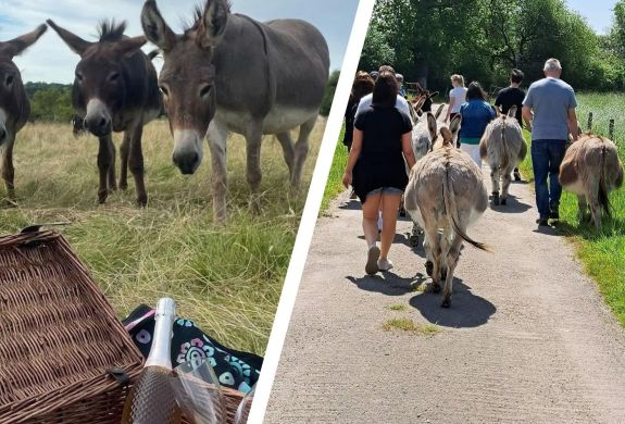 Split photo of donkeys in a field with a picnic hamper and people on a donkey walk