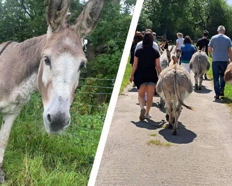 Split photo of a donkey in a field and people walking with donkeys down a country lane