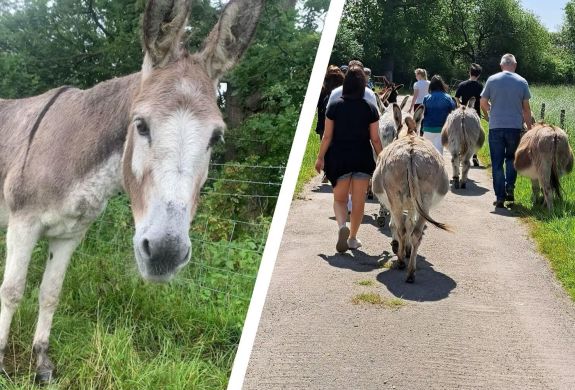 Split photo of a donkey in a field and people walking with donkeys down a country lane