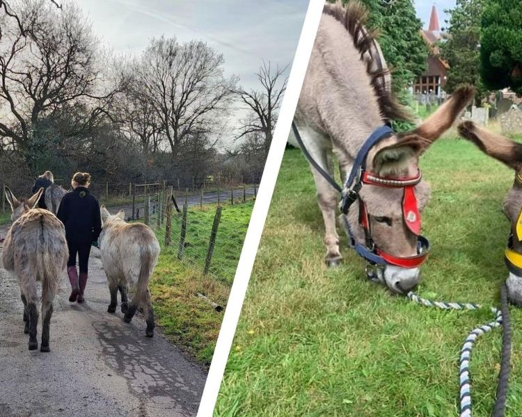 Split photo showing people walking donkeys and two donkeys in field at a donkey sanctuary