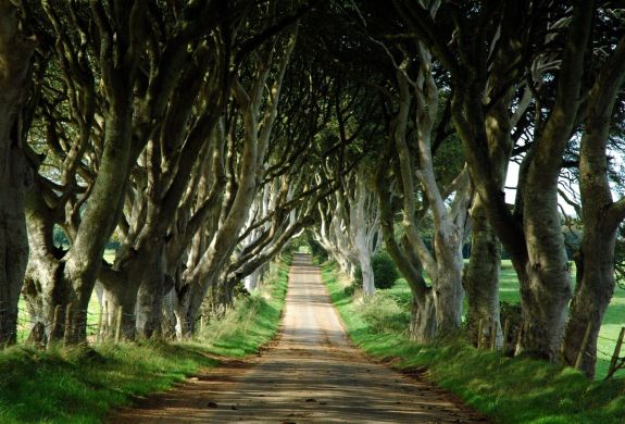 Kings road known as dark hedges in game of thrones