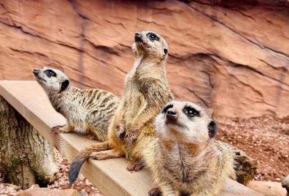 meerkats at the exotic zoo in telford