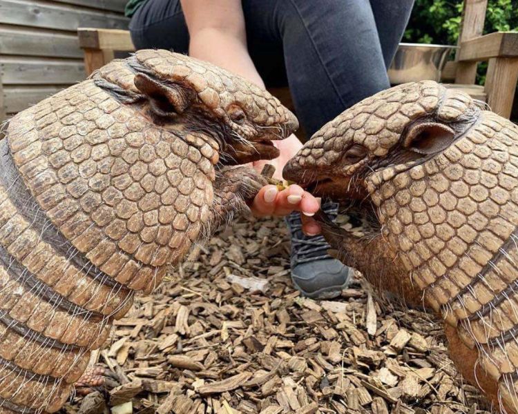 two armadillos being fed by hand at the exotic zoo in telford