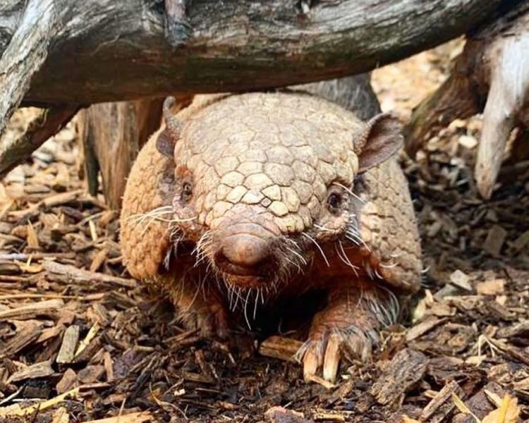 an armadillo in its enclosure at the exotic zoo in telford