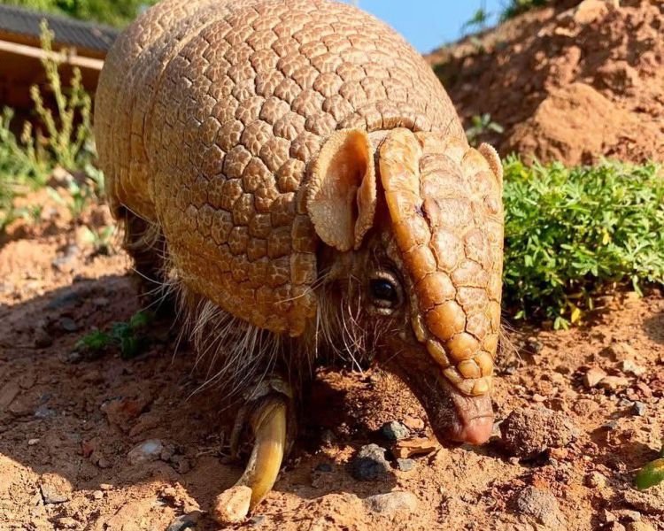 an armadillo in its enclosure at the exotic zoo in telford