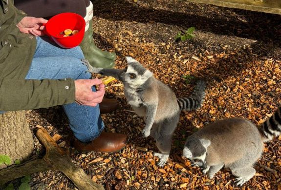 lemurs being fed in their enclosure at exotic zoo in telford