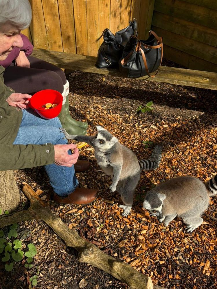 lemurs being fed in their enclosure at exotic zoo in telford