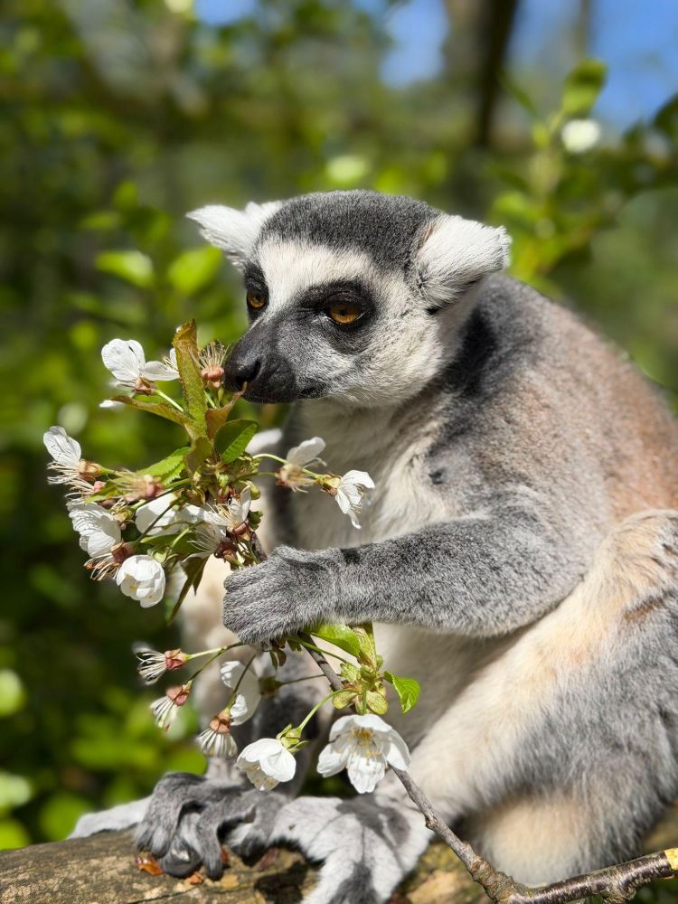 lemur in a tree at the exotic zoo in telford