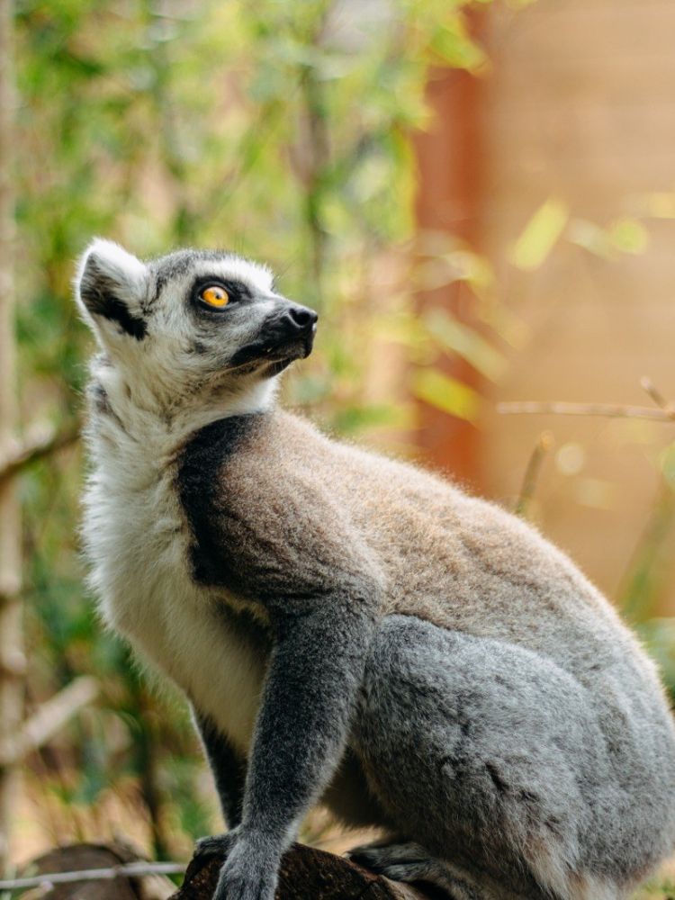 a lemur at the exotic zoo in telford