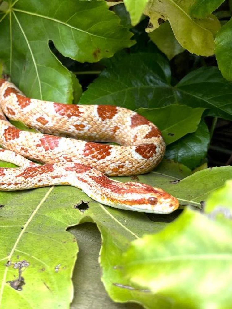 a snake at the exotic zoo in telford