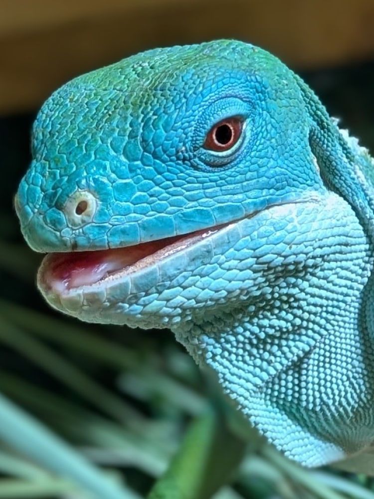 a green lizard at the exotic zoo in telford