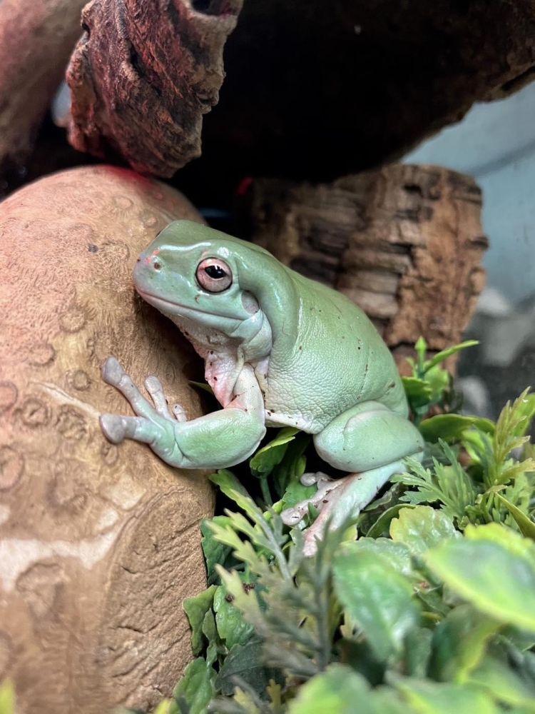 a green frog in its enclosure at exotic zoo telford