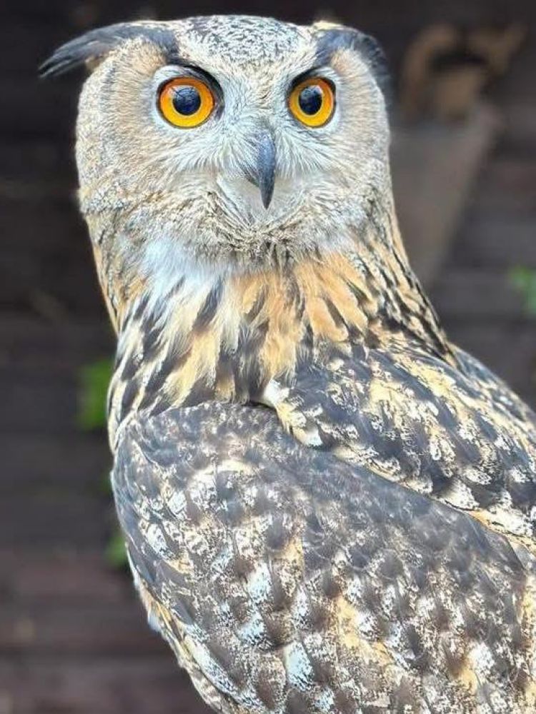 an owl at the exotic zoo in telford