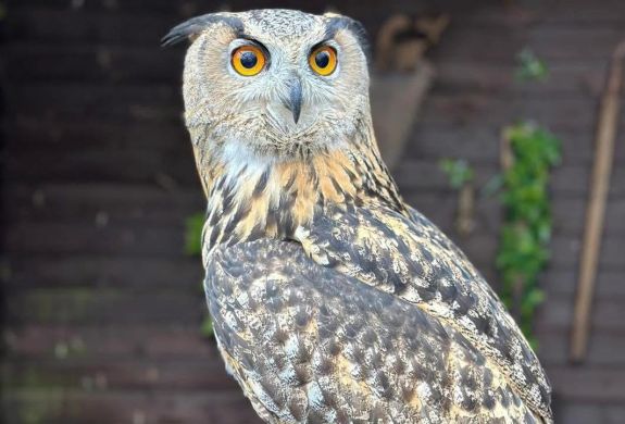 an owl at the exotic zoo in telford