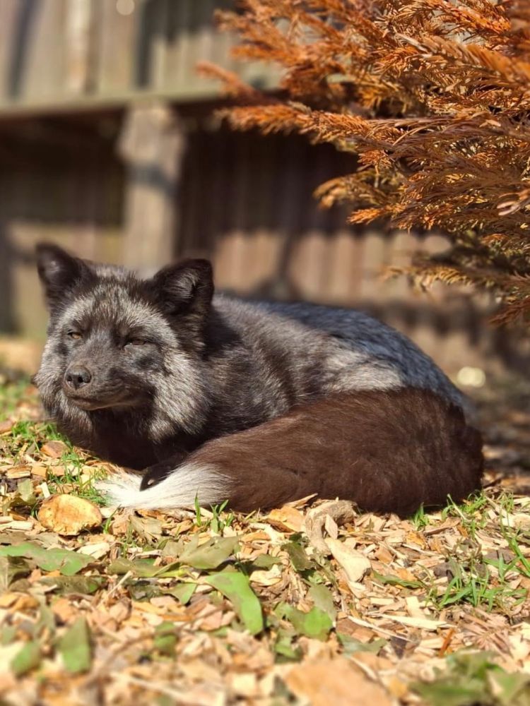 an arctic fox at the exotic zoo in telford