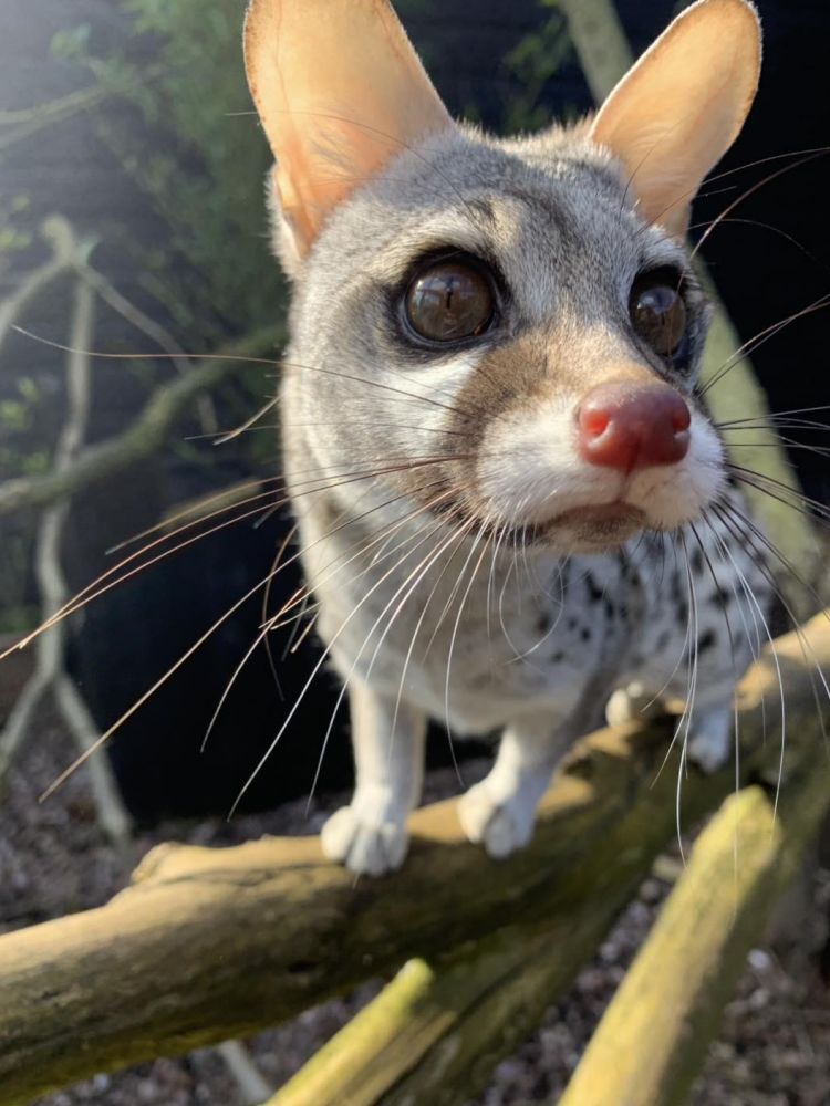 a serval at the exotic zoo in telford