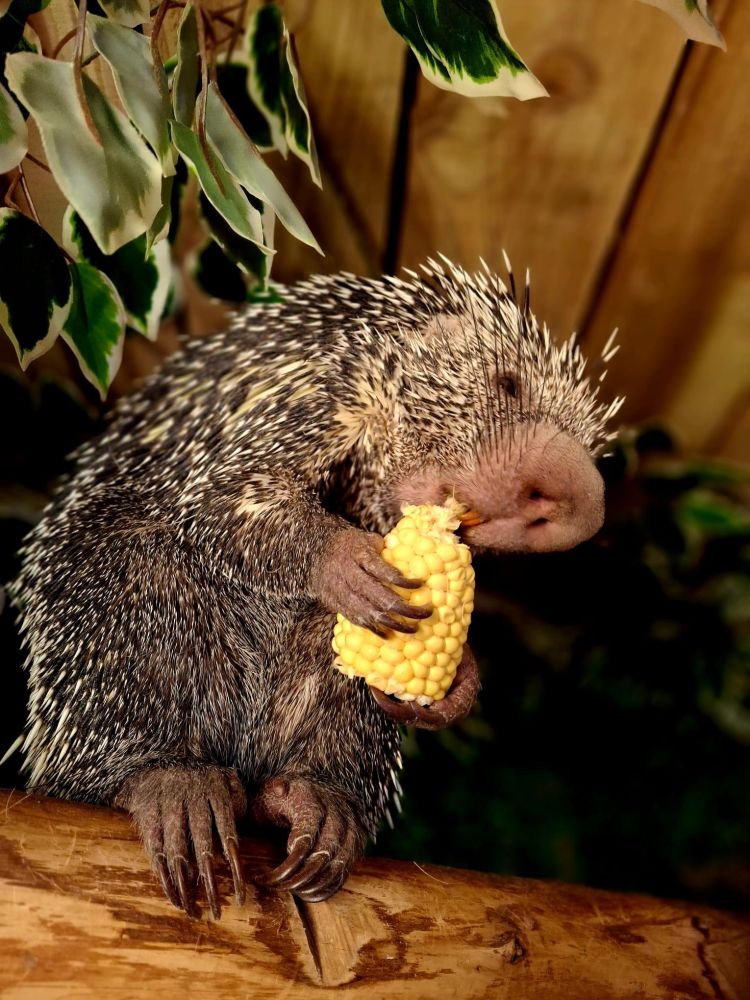 a porcupine at the exotic zoo in telford