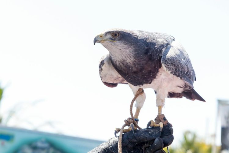 Falconry