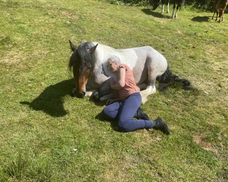meditation with horses in the lake district