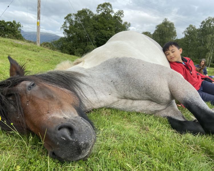 meditation with horses in the lake district