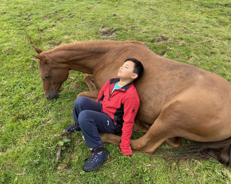 meditation with horses in the lake district