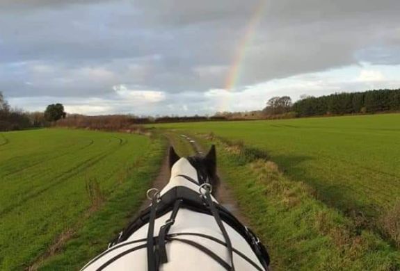 horse pulling a carriage on a path through a field with a rainbow in a sky
