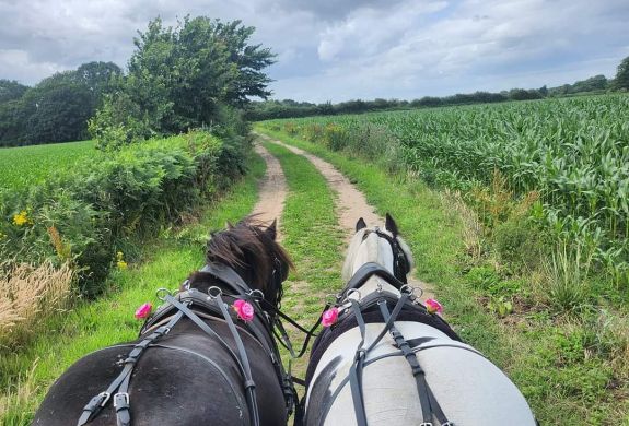 two horses pulling a carriage along a countryside path at little skipworth carriage rides