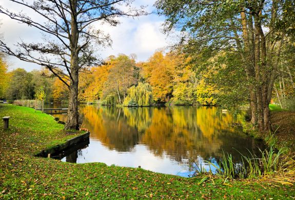 the edge of leigh mill lake surrounded by trees for a fly fishing experience in surrey