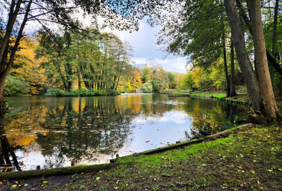 the edge of leigh mill lake surrounded by trees for a fly fishing experience in surrey